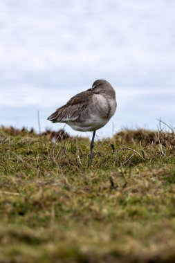 The Black-tailed Godwit (Limosa limosa) is a long-legged wader feeding on invertebrates. This image was taken on Bull Island, Dublin, a key habitat for migratory shorebirds. clipart