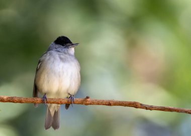 Blackcap (Sylvia atricapilla), böcek ve meyve yiyen ötleğen kuşu. Bu resim Lizbon, Portekiz 'de çekildi. Ormanlık alanlarda, bahçelerde ve parklarda yetişiyor..
