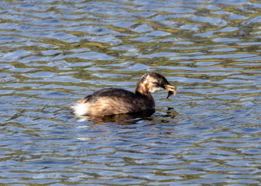 The Little Grebe is a small waterbird that feeds on fish and insects. This one was photographed in Dublin's Father Collins Park, a popular urban habitat for waterbirds. clipart