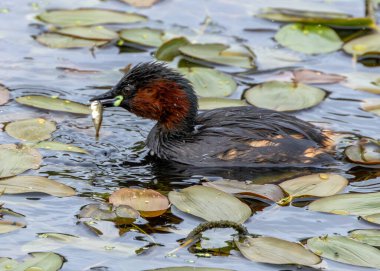 Küçük Grebe, balık ve böceklerle beslenen küçük bir su kuşudur. Bu fotoğraf Dublin 'deki Peder Collins Parkı' nda çekildi. Su kuşları için popüler bir yerleşim yeri..