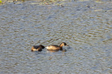 The Little Grebe is a small waterbird that feeds on fish and insects. This one was photographed in Dublin's Father Collins Park, a popular urban habitat for waterbirds. clipart