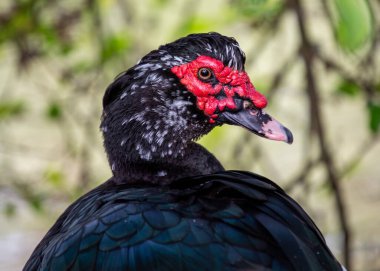 Muscovy Duck bitkiler, böcekler ve küçük balıklarla beslenir. Bu fotoğraf bir tatlı su suları yaşam alanının yakınında çekilmiş..