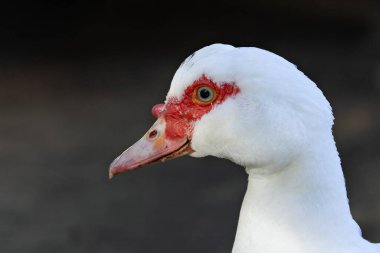 Muscovy Duck bitkiler, böcekler ve küçük balıklarla beslenir. Bu fotoğraf bir tatlı su suları yaşam alanının yakınında çekilmiş..