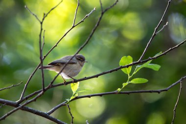 Sıradan Chiffchaff, böcek ve larvalarla beslenen küçük bir ötleğendir. Lizbon, Portekiz 'de yakalanan bu kuş kendine özgü 