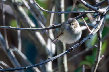 Sıradan Chiffchaff, böcek ve larvalarla beslenen küçük bir ötleğendir. Lizbon, Portekiz 'de yakalanan bu kuş kendine özgü 