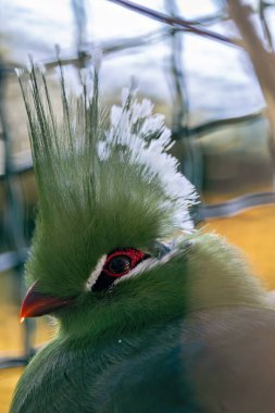 Green Turaco in Ghanas Kakum National Park.  clipart