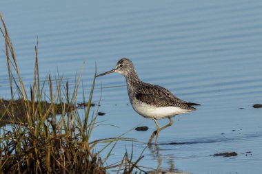 Greenshank balık, böcek ve kabuklularla beslenir. Fotoğraf Boğa Adası, Dublin, İrlanda 'da çekildi.