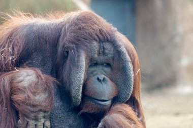 Borneos tropikal yağmur ormanlarında Orangutan.