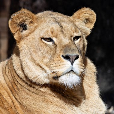 Afrika Aslanı, güçlü bir yırtıcı, zebraları ve antilopları avlar. Bu erkek aslan Tanzanya 'da çekildi. Geniş ovalarda dinlenirken altın yelesi güneşin altında parlıyordu..