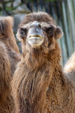 Bactrian devesi çalılar ve kuru bitkilerle beslenir. Bu resim Gobi Çölü, Moğolistan 'da çekildi.