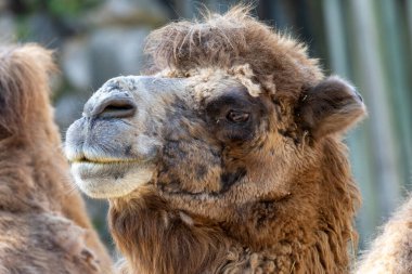 Bactrian devesi çalılar ve kuru bitkilerle beslenir. Bu resim Gobi Çölü, Moğolistan 'da çekildi.