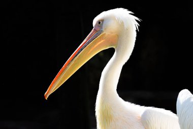 Amerikan Beyaz Pelikanı sığ sularda balıklarla beslenir. Bu görüntü Florida 'da bir sahil şeridinde çekildi..