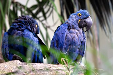 Sümbül Papağanı Brezilya Pantanal 'ında görüldü..