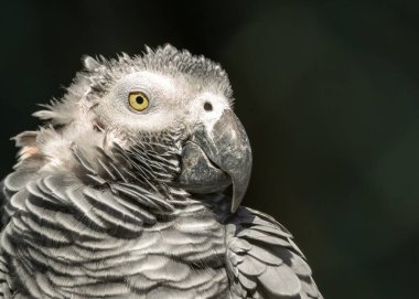 Gri Papağan tohumlar, fındıklar ve meyvelerle beslenir. Zekası ve taklidi ile tanınan bu kuş, doğal ortamında fotoğraflandı..