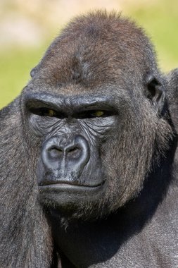 Batı ovasındaki goril meyve, yaprak ve böcek yer. Bu fotoğraf yemyeşil bir yağmur ormanında çekildi..