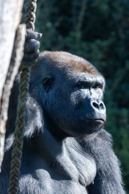 Batı ovasındaki goril meyve, yaprak ve böcek yer. Bu fotoğraf yemyeşil bir yağmur ormanında çekildi..