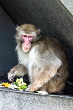 Japonya 'nın Jigokudani şehrinde bir Japon makağı (Macaca fuscata). Bu primatlar meyve, tohum ve böcek yerler. Sıcak pınarlarda kışın ıslanmalarıyla tanınan ormanlarda ve dağlık bölgelerde yaşarlar..