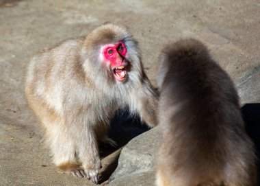 Japonya 'nın Jigokudani şehrinde bir Japon makağı (Macaca fuscata). Bu primatlar meyve, tohum ve böcek yerler. Sıcak pınarlarda kışın ıslanmalarıyla tanınan ormanlarda ve dağlık bölgelerde yaşarlar..