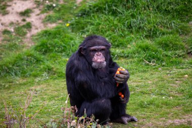 Vahşi bir şempanze (Pan trogloditleri) doğal ortamında. Bu primatlar meyve, yaprak ve böcek yerler. Fotoğraf Kibale Ulusal Parkı, Uganda 'da çekildi. Çeşitli vahşi yaşam ve primatların evi..