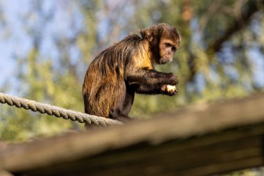 Sarı göğüslü Capuchin (Sapajus xanthosternos), Brezilya 'da nesli tükenmekte olan bir maymun. Meyve, tohum ve böceklerle beslenir. Bu fotoğraf Atlantik Ormanı 'ndaki doğal ortamını gösteriyor..