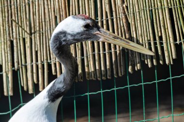 The Red-crowned Crane, a rare East Asian bird, feeds on fish, insects, and plants. Photo taken in a wetland habitat.  clipart