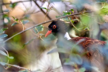 Yeni Gine 'den gelen utangaç bir orman kuşu olan Sülün Güvercini tohumlar, meyveler ve böceklerle beslenir. Fotoğraf ormanın yoğun ortamında çekildi..