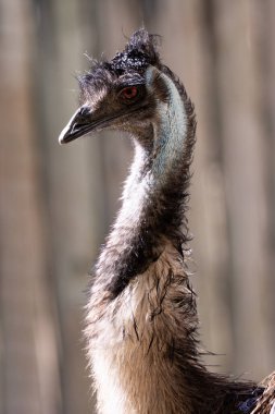 Avustralya 'dan gelen uçamayan bir kuş olan devekuşu bitkiler, tohumlar ve böceklerle beslenir. Fotoğraf açık bir çayırda çekildi..