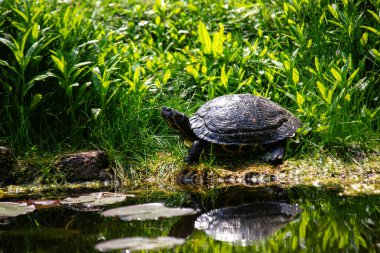 Kırmızı kulaklı Kaypak (Trachemys scripta elegans) bitkiler, böcekler ve küçük balıkları yer. Bu fotoğraf Florida 'da çekildi. Göletlerde, göllerde ve yavaş akan nehirlerde yetişiyor. Sık sık kütüklerin üzerinde güneşleniyor..