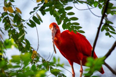 Kızıl Ibis (Eudocimus ruber) kabuklular, böcekler ve yumuşakçalarla beslenir. Bu fotoğraf Trinidad 'da çekildi. Bataklıklarda, haliçlerde ve mangrovlarda yetişiyor. Canlı kırmızı tüylerini sergiliyor..