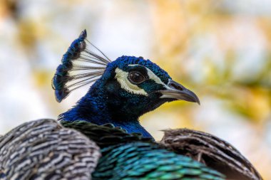 Yanardöner tüyler sergileyen bir erkek Hint Peafowl (Pavo kristali). Tohumlar, böcekler ve bitkilerle besleniyor. İrlanda 'da çekilmiş, parklarda ve arazilerde süs eşyası olarak yetişiyor..