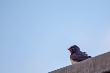 Ahır Kırlangıcı, Hirundo rustica sinekler ve böcekler gibi uçan böceklerle beslenir. Bu fotoğraf Boğa Adası 'nda çekildi. Dublin' de çeşitli kuş yaşamlarıyla bilinen bir doğa koruma alanı..