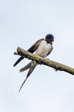 Ahır Kırlangıcı, Hirundo rustica sinekler ve böcekler gibi uçan böceklerle beslenir. Bu fotoğraf Boğa Adası 'nda çekildi. Dublin' de çeşitli kuş yaşamlarıyla bilinen bir doğa koruma alanı..