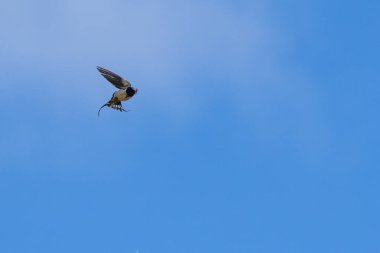 Ahır Kırlangıcı, Hirundo rustica sinekler ve böcekler gibi uçan böceklerle beslenir. Bu fotoğraf Boğa Adası 'nda çekildi. Dublin' de çeşitli kuş yaşamlarıyla bilinen bir doğa koruma alanı..