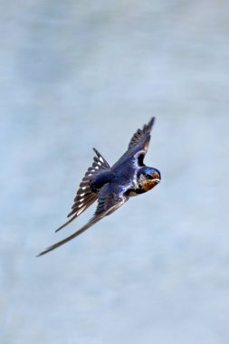 Ahır Kırlangıcı, Hirundo rustica sinekler ve böcekler gibi uçan böceklerle beslenir. Bu fotoğraf Boğa Adası 'nda çekildi. Dublin' de çeşitli kuş yaşamlarıyla bilinen bir doğa koruma alanı..