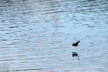 Ahır Kırlangıcı, Hirundo rustica sinekler ve böcekler gibi uçan böceklerle beslenir. Bu fotoğraf Boğa Adası 'nda çekildi. Dublin' de çeşitli kuş yaşamlarıyla bilinen bir doğa koruma alanı..