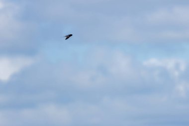 Ahır Kırlangıcı, Hirundo rustica sinekler ve böcekler gibi uçan böceklerle beslenir. Bu fotoğraf Boğa Adası 'nda çekildi. Dublin' de çeşitli kuş yaşamlarıyla bilinen bir doğa koruma alanı..