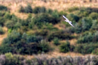 Broadsmeadow Estuary, Dublin 'de siyah başlı martı (Chroicocephalus ridibundus) aranıyor. Diyet böcekleri, balıkları ve omurgasızları içerir..