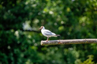 Broadsmeadow Estuary, Dublin 'de siyah başlı martı (Chroicocephalus ridibundus) aranıyor. Diyet böcekleri, balıkları ve omurgasızları içerir..