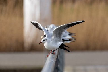 Broadsmeadow Estuary, Dublin 'de siyah başlı martı (Chroicocephalus ridibundus) aranıyor. Diyet böcekleri, balıkları ve omurgasızları içerir..
