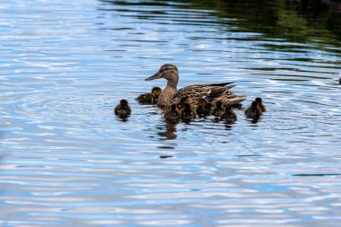 Bir tüylü yaban ördeği ördeği (Anas platyrhynchos) St. Anne 's Park, Dublin' de yiyecek arar. Su böcekleri ve bitkilerle beslenir..