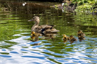Bir tüylü yaban ördeği ördeği (Anas platyrhynchos) St. Anne 's Park, Dublin' de yiyecek arar. Su böcekleri ve bitkilerle beslenir..