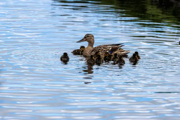 Bir tüylü yaban ördeği ördeği (Anas platyrhynchos) St. Anne 's Park, Dublin' de yiyecek arar. Su böcekleri ve bitkilerle beslenir..