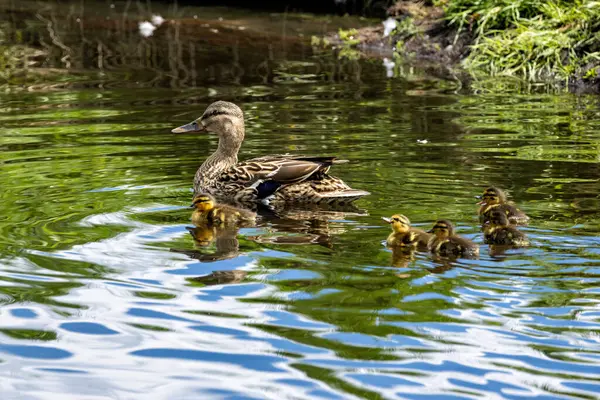 Bir tüylü yaban ördeği ördeği (Anas platyrhynchos) St. Anne 's Park, Dublin' de yiyecek arar. Su böcekleri ve bitkilerle beslenir..