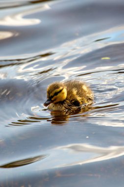 Bir tüylü yaban ördeği ördeği (Anas platyrhynchos) St. Anne 's Park, Dublin' de yiyecek arar. Su böcekleri ve bitkilerle beslenir..