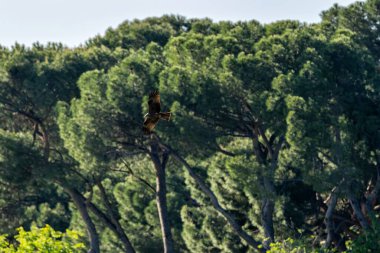 Siyah uçurtma, İspanya 'nın Casa de Campo şehrinde çekilen, leş ve küçük avlarla beslenen orta büyüklükte bir yırtıcı kuş..