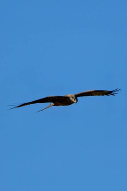 Siyah uçurtma, İspanya 'nın Casa de Campo şehrinde çekilen, leş ve küçük avlarla beslenen orta büyüklükte bir yırtıcı kuş..
