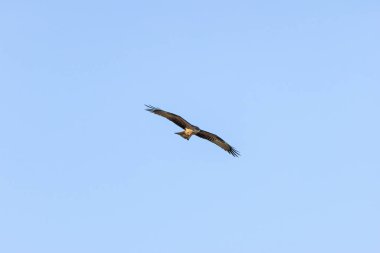 Siyah uçurtma, İspanya 'nın Casa de Campo şehrinde çekilen, leş ve küçük avlarla beslenen orta büyüklükte bir yırtıcı kuş..