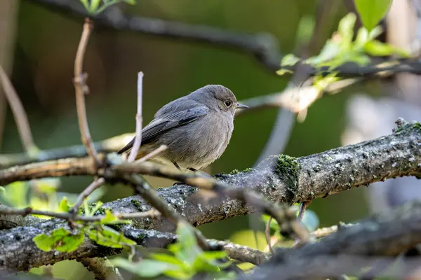 Siyah kızılağaç, Lizbon 'da görülen böcek ve böğürtlenlerle beslenen böceksi bir ötücü kuş.