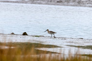 Kara kuyruklu ince bir Godwit Dublin Boğa Adası gel-git bataklığında solucanlar ve su böcekleriyle besleniyor..