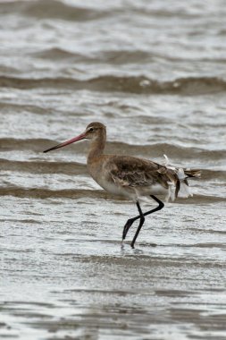 Kara kuyruklu ince bir Godwit Dublin Boğa Adası gel-git bataklığında solucanlar ve su böcekleriyle besleniyor..